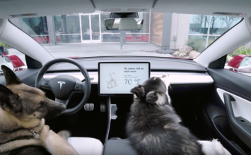 Du nouveau chez Tesla… pour les chiens!